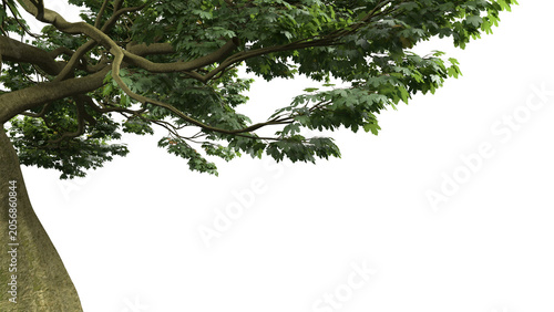 Various types of tree branch plants bushes shrub and and small plants isolated	
