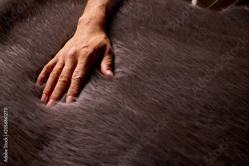 Hand pressing into soft dark fur surface
