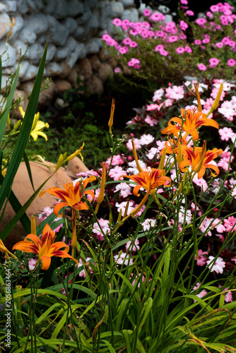Semi Close Up Of A Flower Garden_MG_0289 