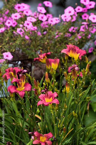 Semi Close Up Of Flowers In A Garden_MG_0331 