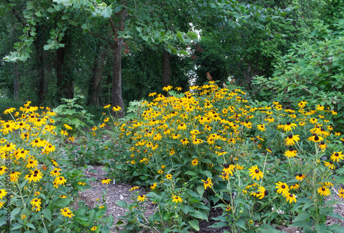Field of Black-Eyed Susan Flowers