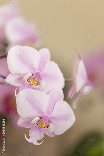 Cuadro en lienzo Two Perfect Light Pink Flowers of Phalaenopsis orchid specie schilleriana 'Pink