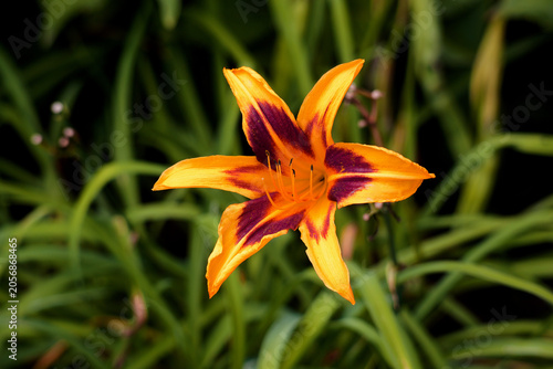 Single Orange Lily Flower In A Garden_MG_0333 