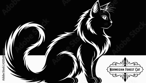 Photos Very beautiful black-and-white engraved vector illustration featuring a majestic NORWEGIAN FOREST CAT with thick fur and a decorative breed label reading NORWEGIAN FOREST CAT