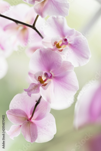 Картината върху платно Phalaenopsis schilleriana 'Pink Butterfly'