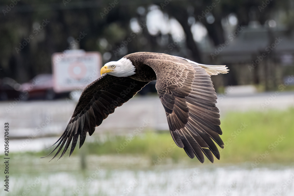 Fototapeta premium American bald eagle in flight