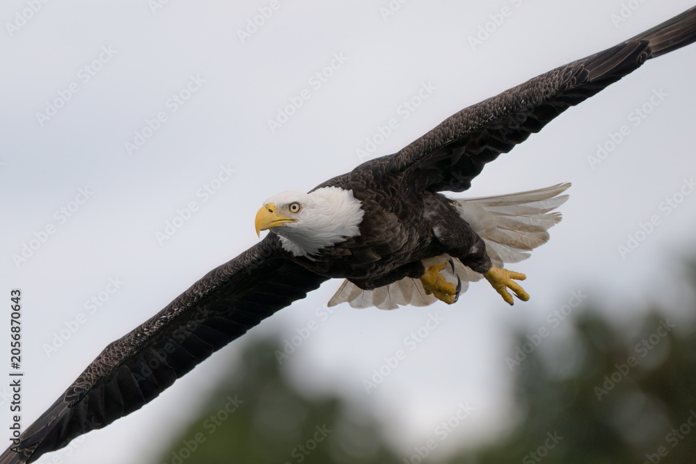 Fototapeta premium bald eagle in flight
