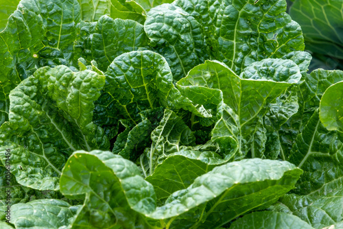 фотографія Close-up of fresh organic savoy cabbage growing in the garden, textured green le