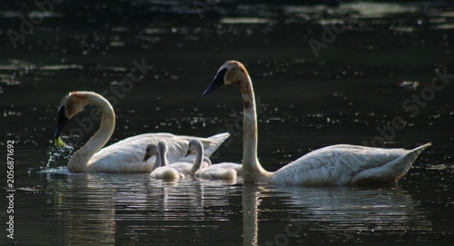 Valokuva Trumpeter Swan Family with Cygnets Swimming on Dark Water