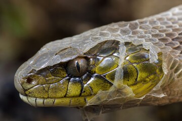 Close up of a venomous Australian snake molting its skin. Reptile shedding old scales in the wild. Dangerous wildlife concept and nature macro photography of an exotic predator.