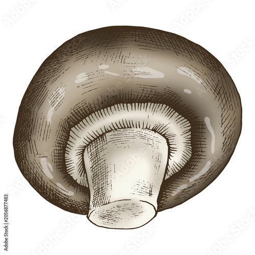 Valokuva Png cremini mushroom illustration, transparent background