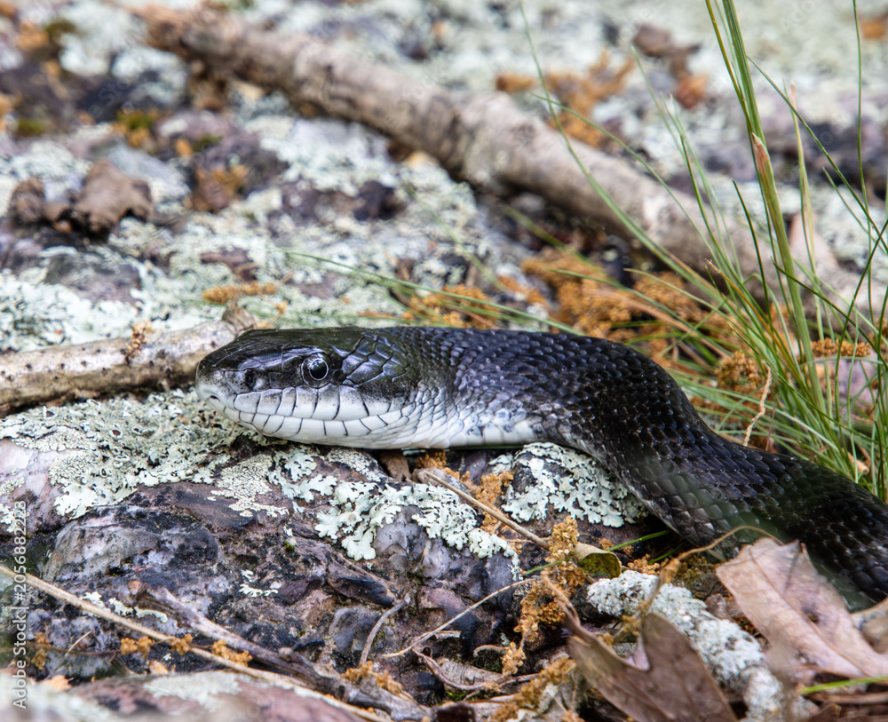 Fototapeta premium black rat snake scouting for food over rock on forest floor closeup