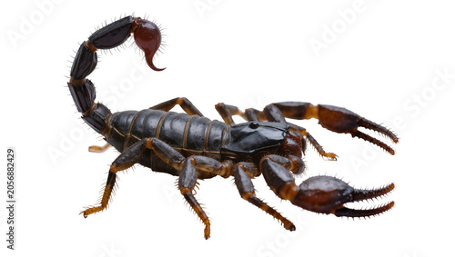 Billede på lærred Isolated dangerous desert scorpion with prominent pincers, segmented body, and c