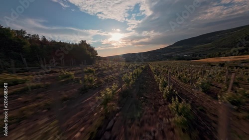 The FPV drone flies over the vineyard between the beds of vines against the background of the sun shining through a cloud over a slope of green hills. High quality 4k footage