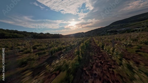The FPV drone flies over the vineyard between the beds of vines against the background of the sun shining through a cloud over a slope of green hills. High quality 4k footage