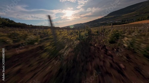 The FPV drone flies over the vineyard between the beds of vines against the background of the sun shining through a cloud over a slope of green hills. High quality 4k footage