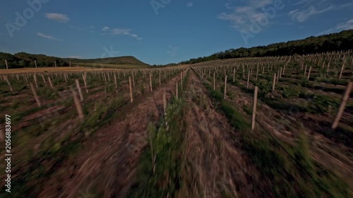 The FPV drone flies over the vineyard between the beds of vines against the background of the sun shining through a cloud over a slope of green hills. High quality 4k footage
