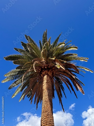 kanarische Dattelpalme vor blauem Himmel, Phoenix canariensis