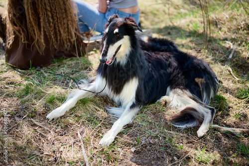 A dog is lying in the grass while a person sits nearby. The sun is shining in a natural area with some grass and trees around