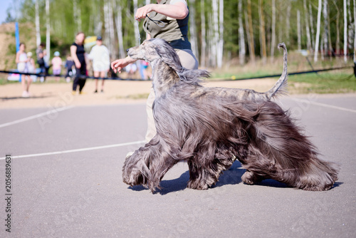 Εκτύπωση καμβά A person walks with a large dog on a parade ground during a dog show