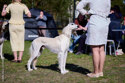 Dogs are on display during a show in the park. People gather around to watch the event while handlers prepare their dogs for judging under the sun
