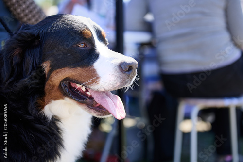 A dog stands near a group of people sitting at tables outdoors during a daytime gathering. The dog appears happy and relaxed while observing the scene