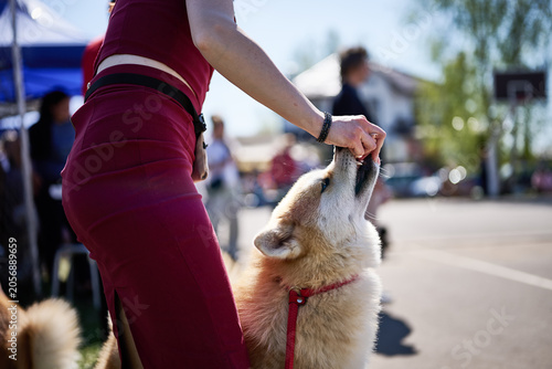 A person holds a treat for a dog during a community event in a parking area. Many other people and dogs are present enjoying the sunny day