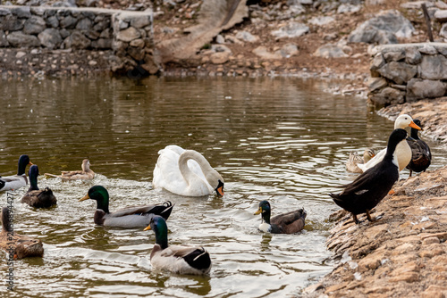 Obraz na plátně Ducks and white swan swim in pond lake, farm aquatic birds anima