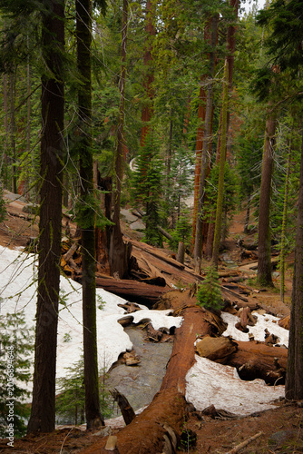 Sequoia Trees in Sequoia National Park California