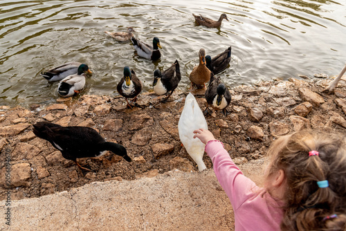 Konstfotografi Girl feeding grain to domestic ducks swim in pond lake, farm bir