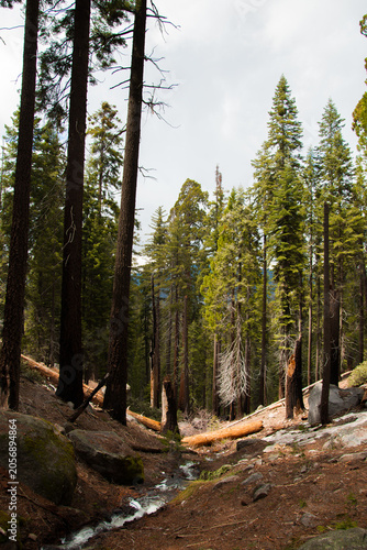 Sequoia Trees in Sequoia National Park California