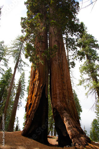 Sequoia Trees in Sequoia National Park California