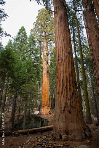 Sequoia Trees in Sequoia National Park California