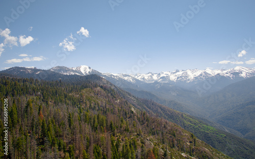Sequoia Trees in Sequoia National Park California