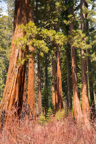 Sequoia Trees in Sequoia National Park California