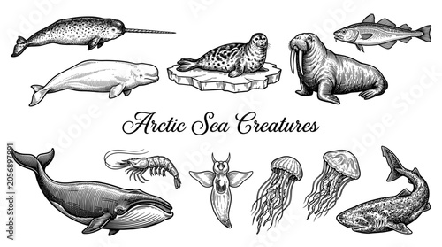 Vintage Engraved Collection of Arctic Sea Creatures and Marine Life Icons Isolated on White Background