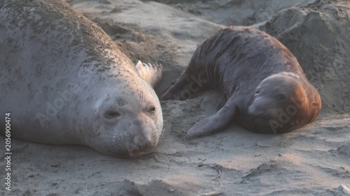Elephant seal mother and pup
