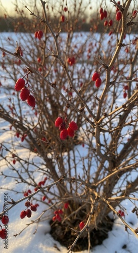 Barberry Bush with Red Berries in Winter Snow.