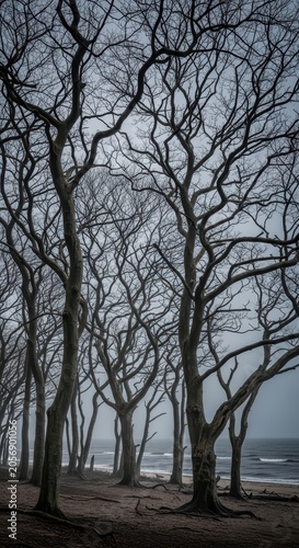 Bare Tree Branches Silhouetted Against a Misty Sky by the Ocean.