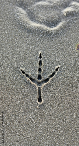 Bird Footprint Impression in Wet Sand Close Up.