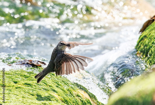 Photography Wagtail in flight over a sunlit weir with splashing white water, bird action