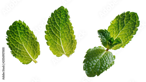 Φωτογραφία Isolated fresh green mint leaves and a sprig, aromatic garden herb for cooking a