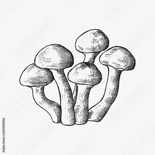 Tableau sur toile Black & white mushroom cluster illustration