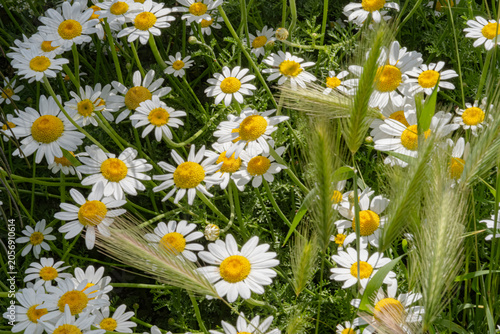 A dense cluster of wild white daisies with yellow centers blooms in a lush green meadow. The top-down view captures the serene and cheerful vibe of a sunny summer day in the countryside.