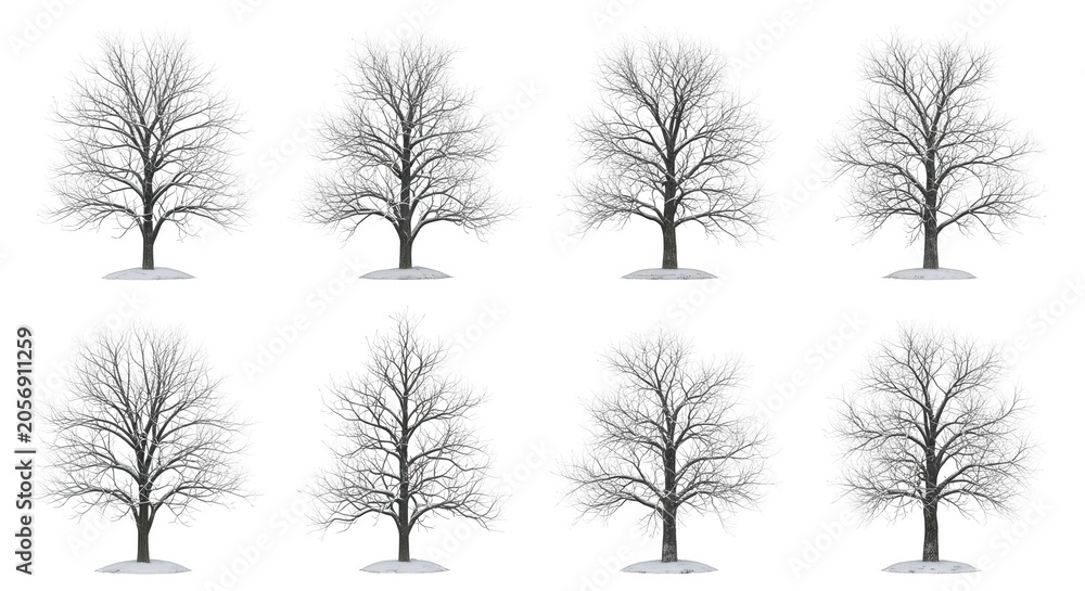Obraz premium eight bare winter trees on snow against a plain white background seasonal design or winter themed projects
