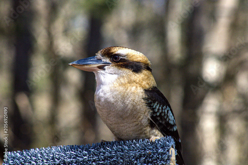 Konstfotografi the laughing kookaburra