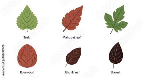 Tableau sur toile Commercial timber tree leaves labeled by wood species