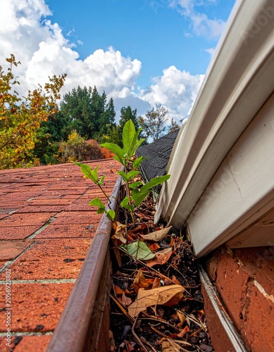 Gutter overflow with plant growth