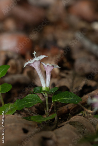 Close-up of the pinkish-white, paired flowers of the wildflower Partridge Berry (Mitchella repens). The pistil can be seen emerging from the left-hand flower. From eastern North America. 