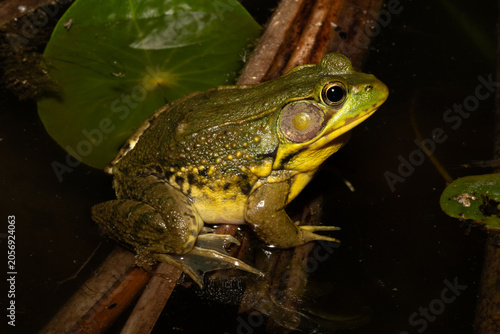 Adult male green frog (Lithobates clamitans / Rana clamitans) sitting on a cattail with a lily pad behind it in a pond at night. 